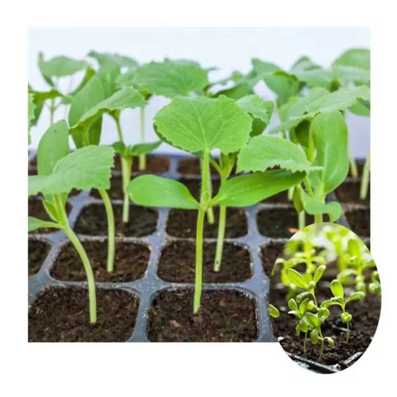Machine de semis automatique p - Nursery Plug Tray avis et prix
