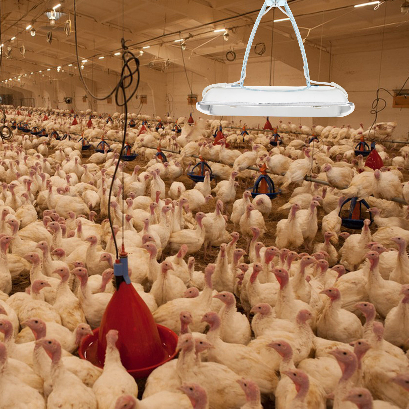Lampe de préservation pour éle - Farming & Agriculture Word Stacks avis et prix